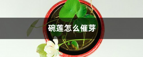 碗莲怎么催芽