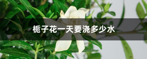 栀子花一天要浇多少水