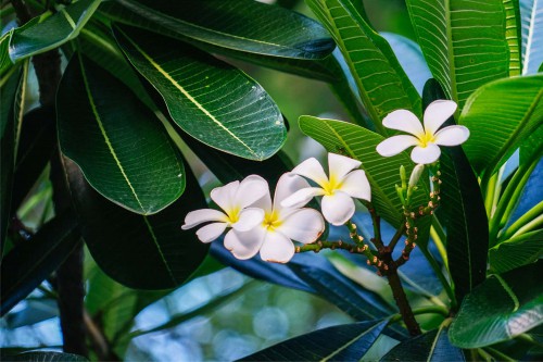 鸡蛋花