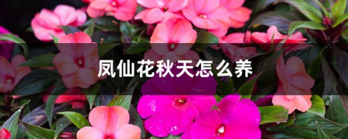 凤仙花秋天怎么养