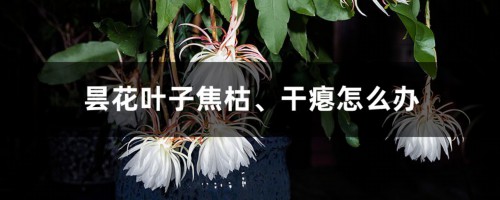 昙花叶子焦枯、干瘪怎么办