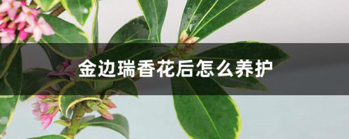 金边瑞香花后怎么养护