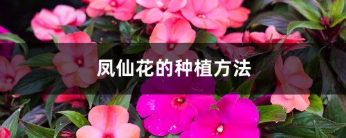 凤仙花的种植方法