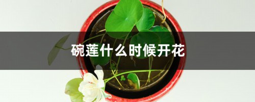 碗莲什么时候开花